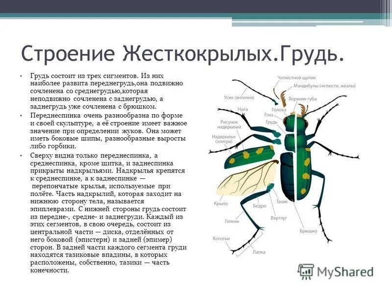 Строение крыльев жука. Строение крыльев жука. Жесткокрылые строение крыльев. Схема расчлененного майского жука. Строение насекомых внешнее строение майского жука.