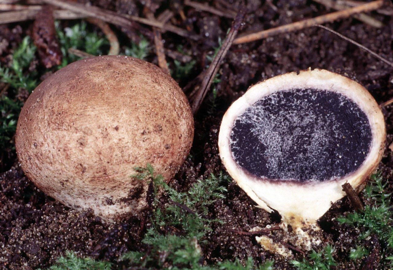 Что это за гриб. Олений трюфель. Трюфель Олений гриб. Elaphomyces granulatus. Лосиный трюфель.