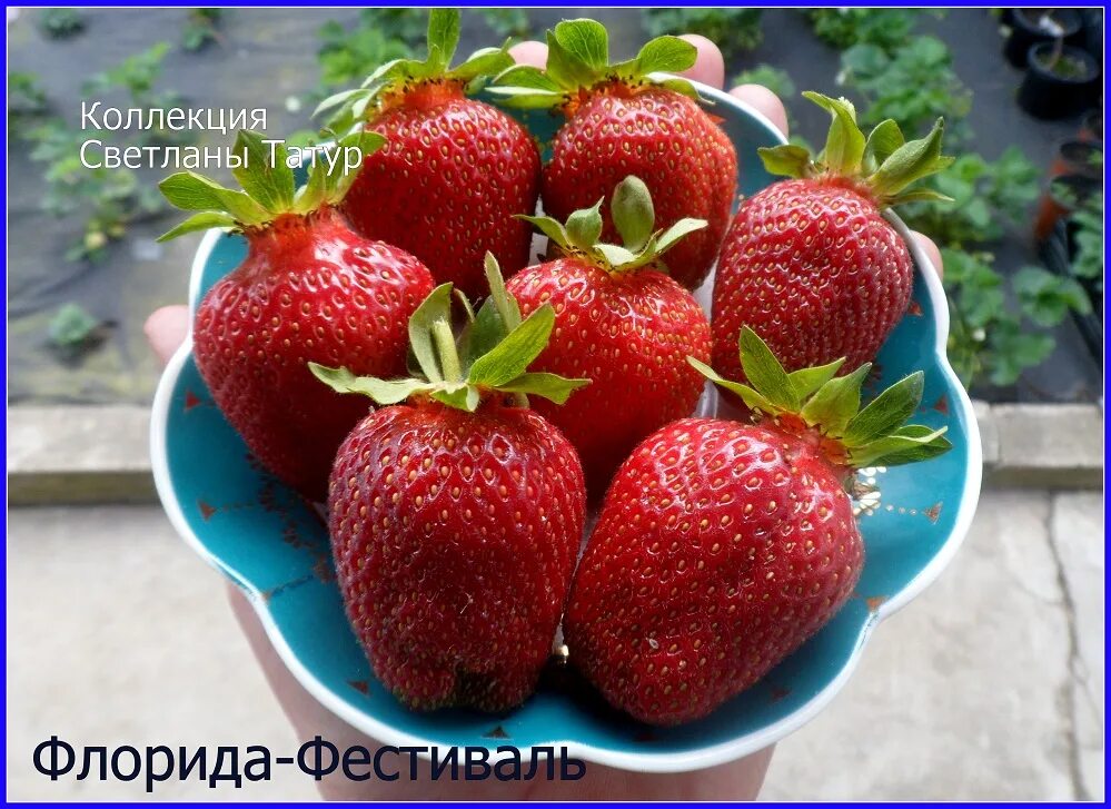 Клубника бьюти описание сорта. Клубника сорт флорида фестиваль. клубника флорида ремонтантная. сорт клубники флорида. флорида фестиваль клубника описание сорта.