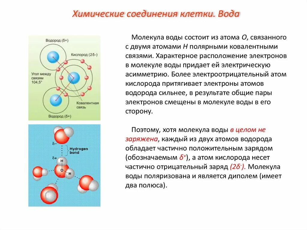 Клетка состоит из молекул. Клетка состоит из атомов. Клетка молекула атом. Молекула воды электроны