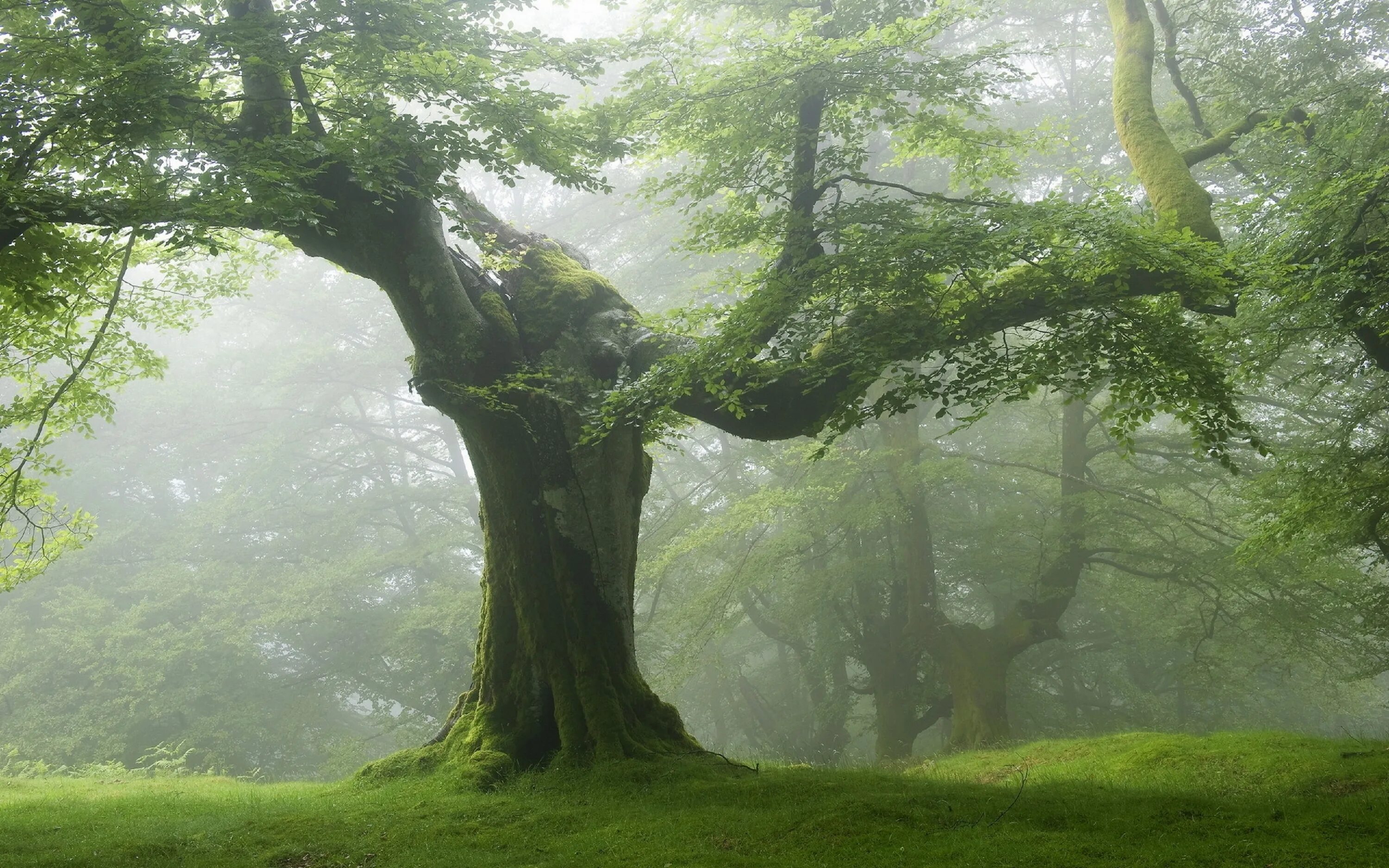 Зеленая дымка на деревьях. Лес Броселианд. Красивое дерево. Деревья в лесу. Дерево это Живая природа.