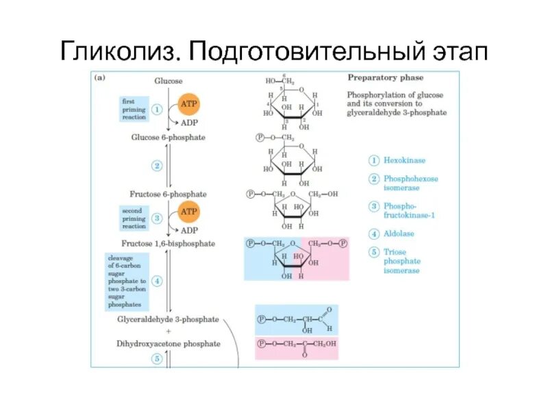 Время подготовительного этапа. Подготовительная стадия гликолиза реакции. Подготовительный этап гликолиза. Подготовительный этап гликолиза реакции. Этапы гликолиза схема.