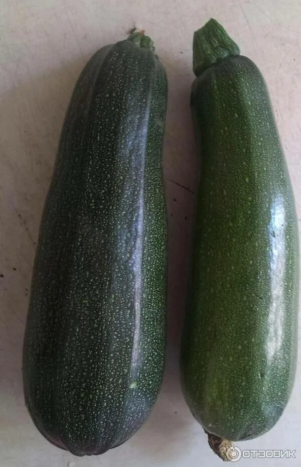 Кабачок пупырчатый сорт. Какие виды кабачков. Какие виды кабачков. Кабачок-цуккини нефертити. Кабачок орион.