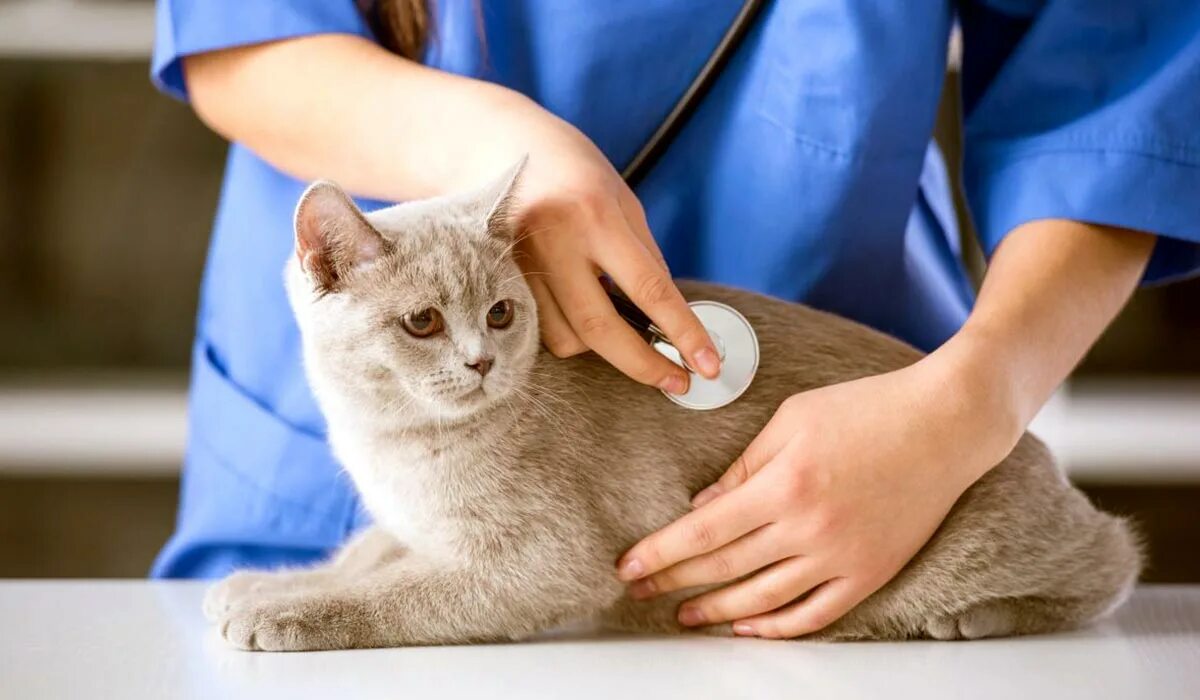 Ветеринар котят. Кошка ветеринария. ветеринар с кошкой. кошка в ветеринарной клинике. здоровая кошка.