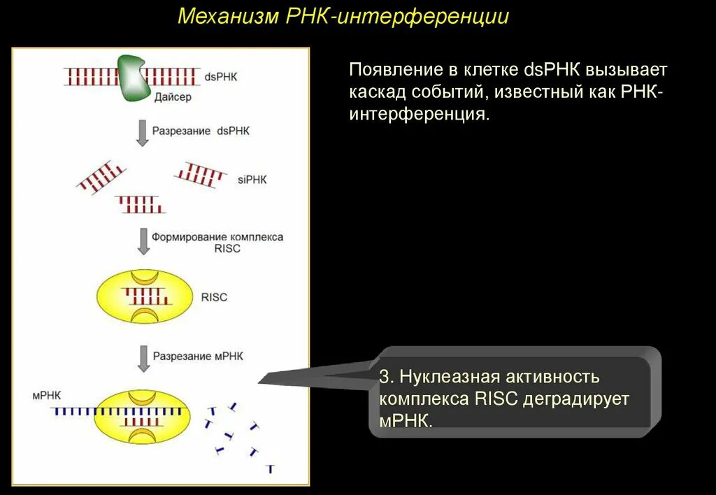 МРНК вакцина. Механизм МИКРОРНК. Технологии МРНК. Нуклеазный домен функции.