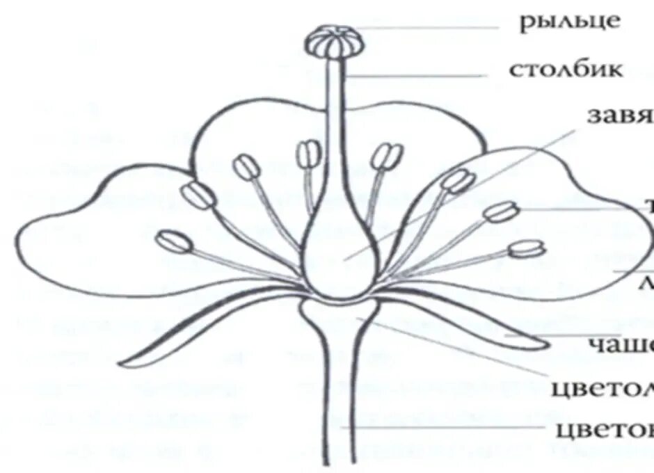 Строение цветка яблони биология 6 класс. Строение цветка яблони схема. Строение цветка яблони биология 6 класс схема. Схема строения цветка 6 класс биология. Строение цветка подписать части цветка