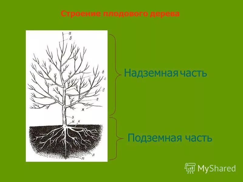 Функция плодового. Корни плодовых деревьев схема. Корневая система яблони. Особенности строения яблони. Строение корневой системы яблони обыкновенной.