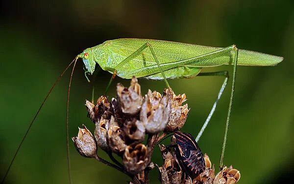 саранча яна энгельс. жизнь чай чудо щука шить саранча. жизнь чай чудо щука шить саранча. саранча оренбургская область. жизнь чай чудо щука шить саранча.