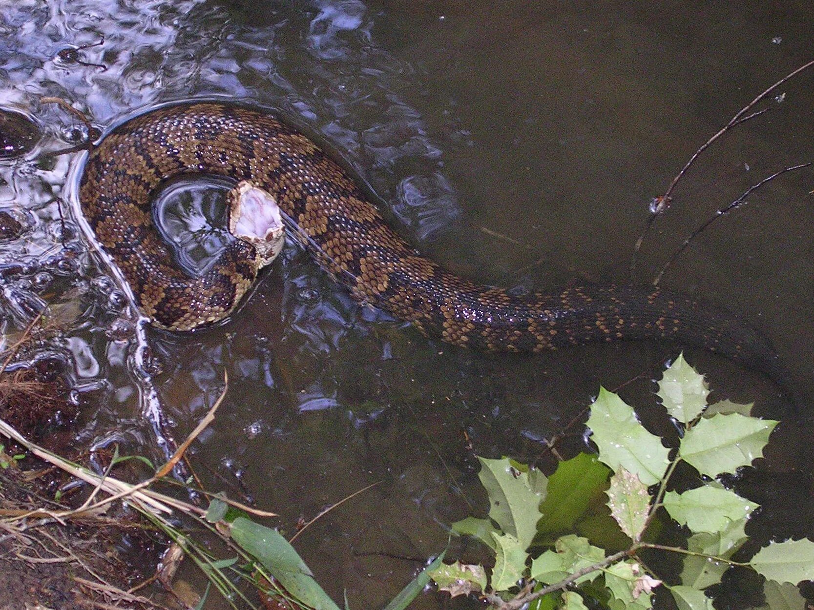 Гадюки плавают. Водяной щитомордник (Agkistrodon piscivorus). Водяной щитомордник змея. Water Moccasin змея. Мокасиновая гадюка.