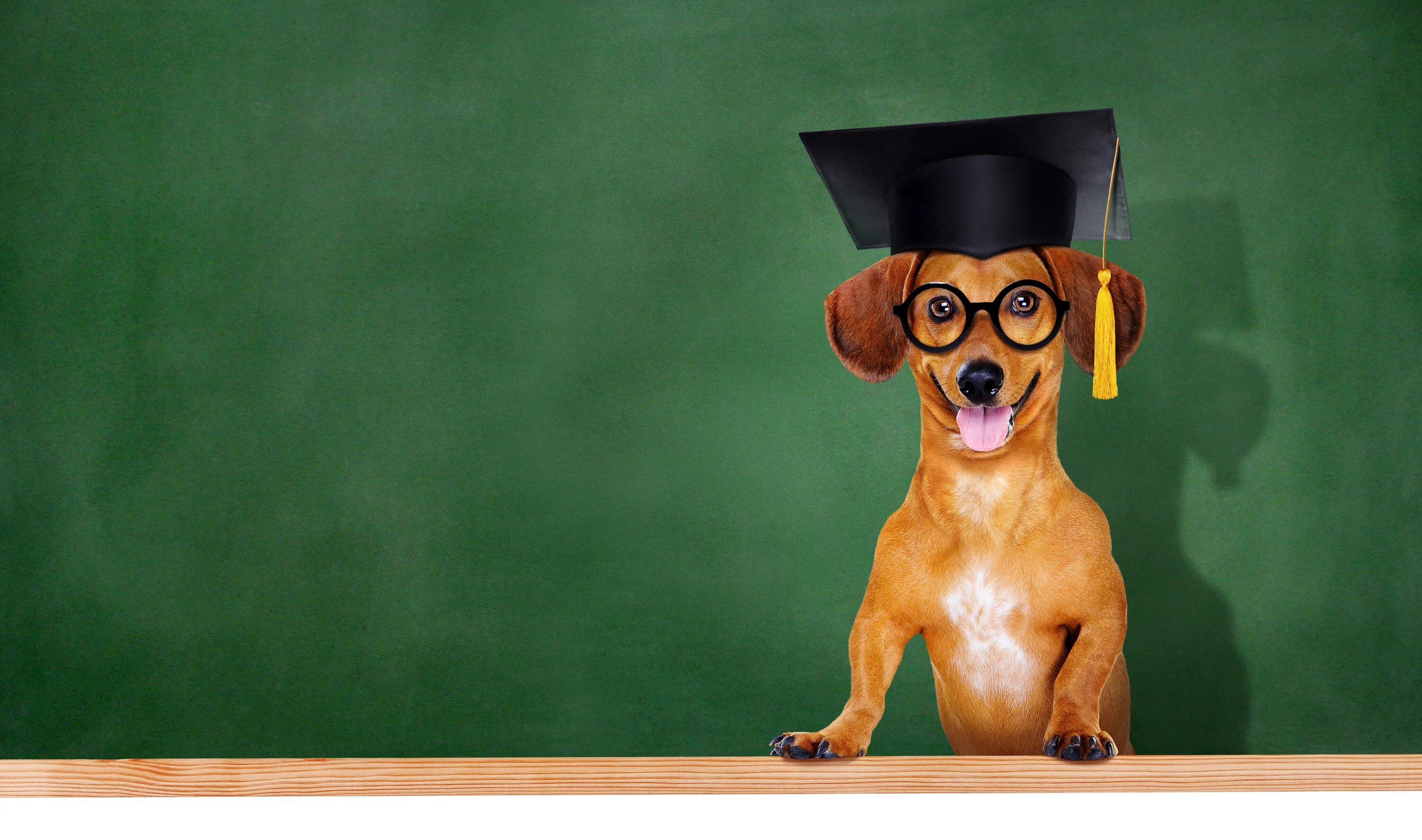 Учительница собака. Собака профессор. Собака учитель. Школа для собак. Собака ученик.