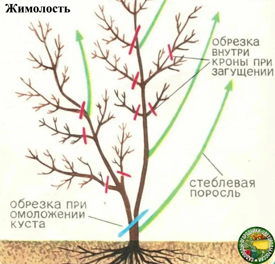 Обрезают ли жимолость. Схема обрезки жимолости весной. Схема обрезки жимолости осенью. Жимолость схема обрезки куста. Весенняя обрезка жимолости схема.