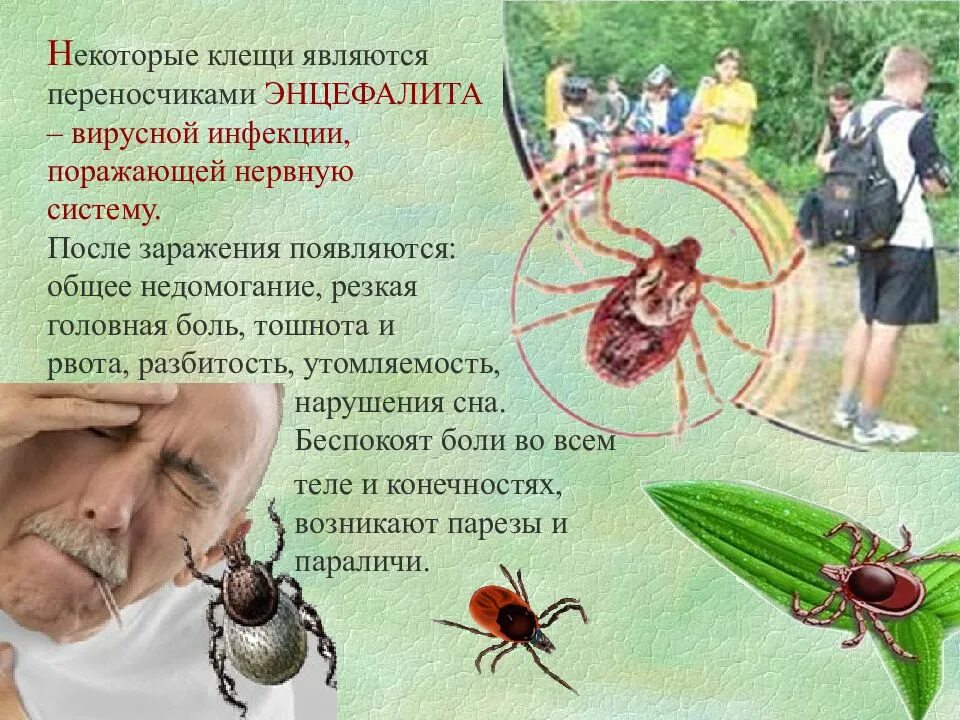 Переносчики вируса клещевого энцефалита