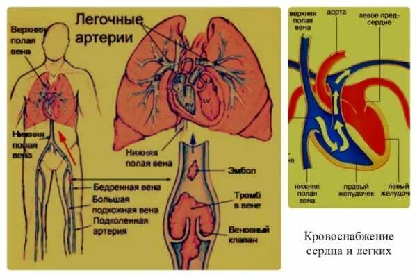В легочной артерии содержится. Расположение легочной артерии. лёгочная артерия где находится. легочная артерия человека. расположение левой легочной артерии.