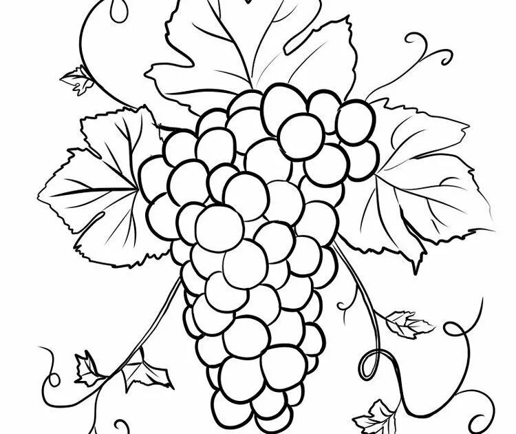 Виноград разукрашка. Ветка винограда рисунок. Виноград стилизация. Шаблон лозы. Виноград раскраска для детей.