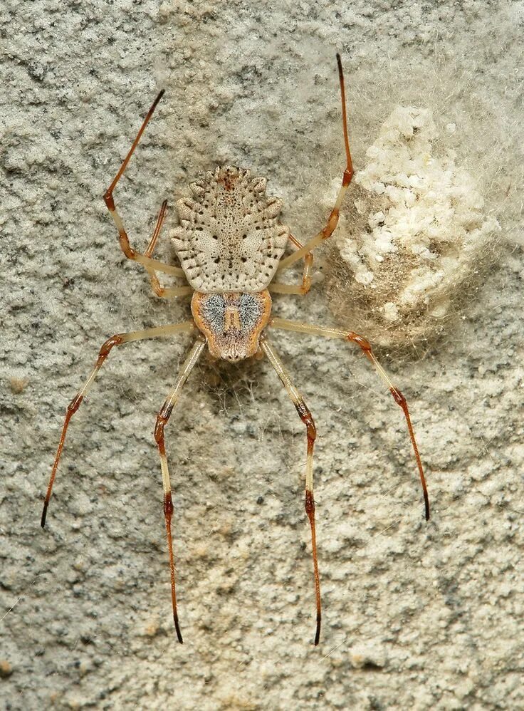 Паук какое царство. Araneidae пауки. бабочка паук. nephilidae.