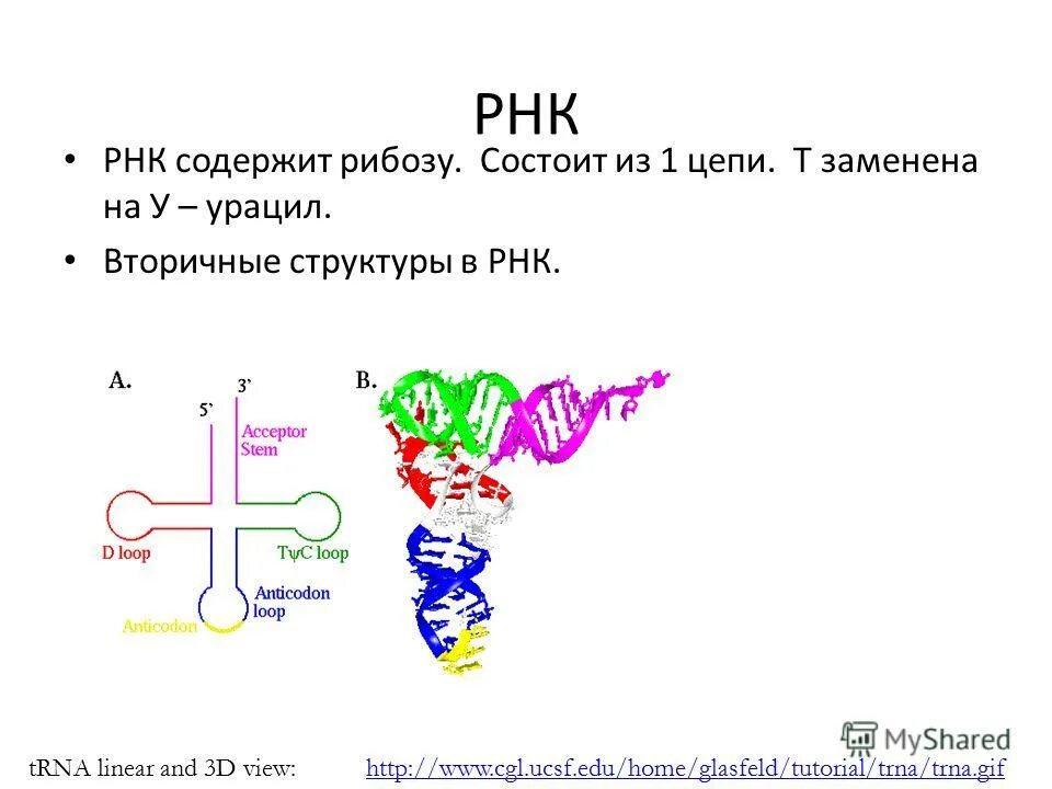 РНК. Рибоза в РНК. Схема строения РНК. Ген 16s РРНК.