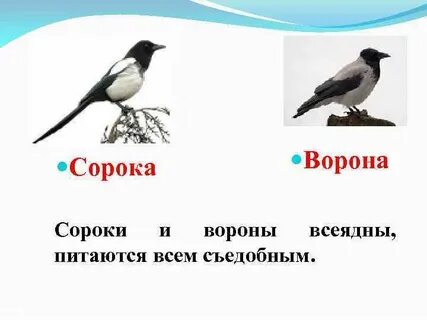 Ворона и сорока