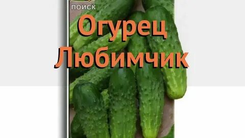 Огурцы сорт любимчик