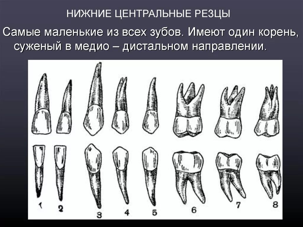 Корень зуба клык