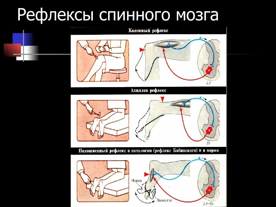 Коленный и Ахиллов рефлексы физиология. Ахиллов рефлекс полисинаптический. Коленный рефлекс Ахиллов рефлекс. Ахиллов рефлекс физиология дуга.