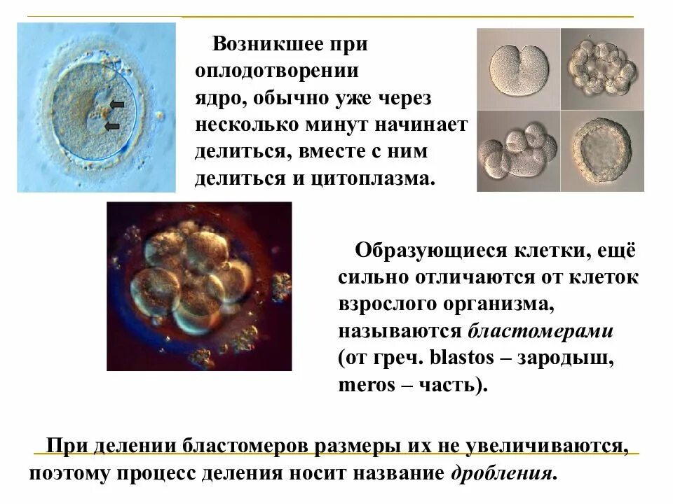 Индивидуальное развитие живого организма. Бластомеры образуются в процессе. Индивидуальное развитие животных. Индивидуальное развитие живых организмов называется. Клетка возникающая при оплодотворении.