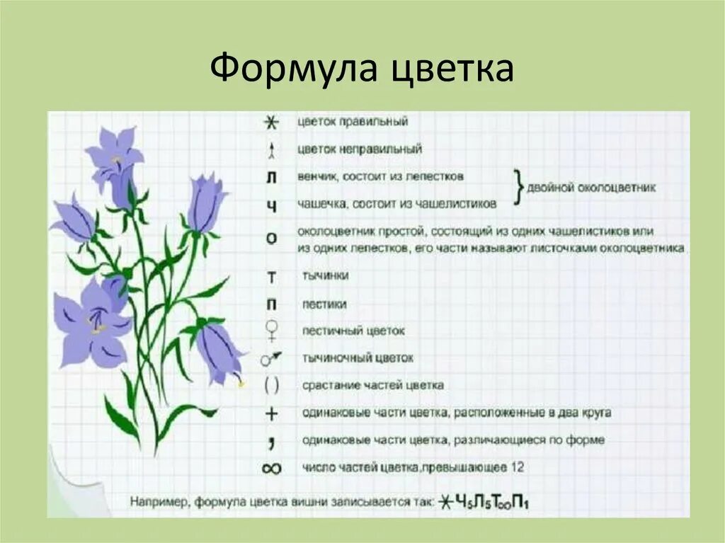 10 формула цветка. Формула цветка. Формулы цветков. Расшифровка формулы цветка. Формула цветка вишни.