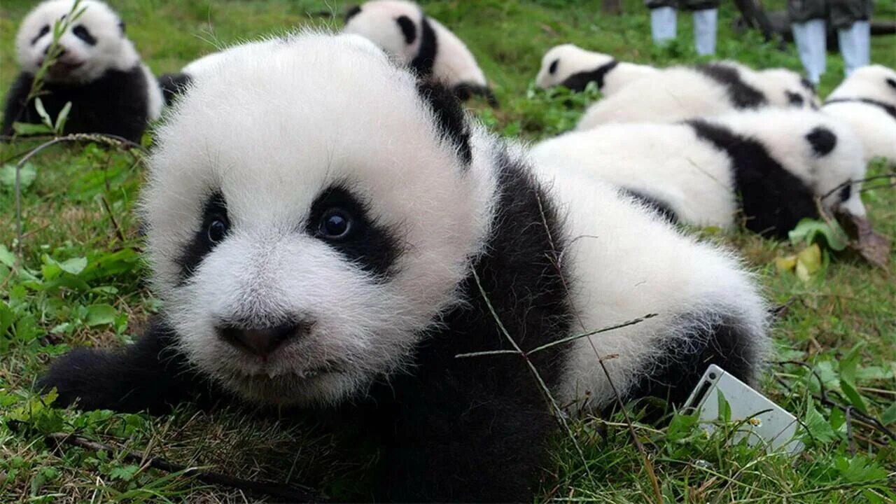 Панды в дикой природе. Панды сколько их. Чэнду китай зоопарк панды. Большая панда с детенышем. Панда в реальной жизни.