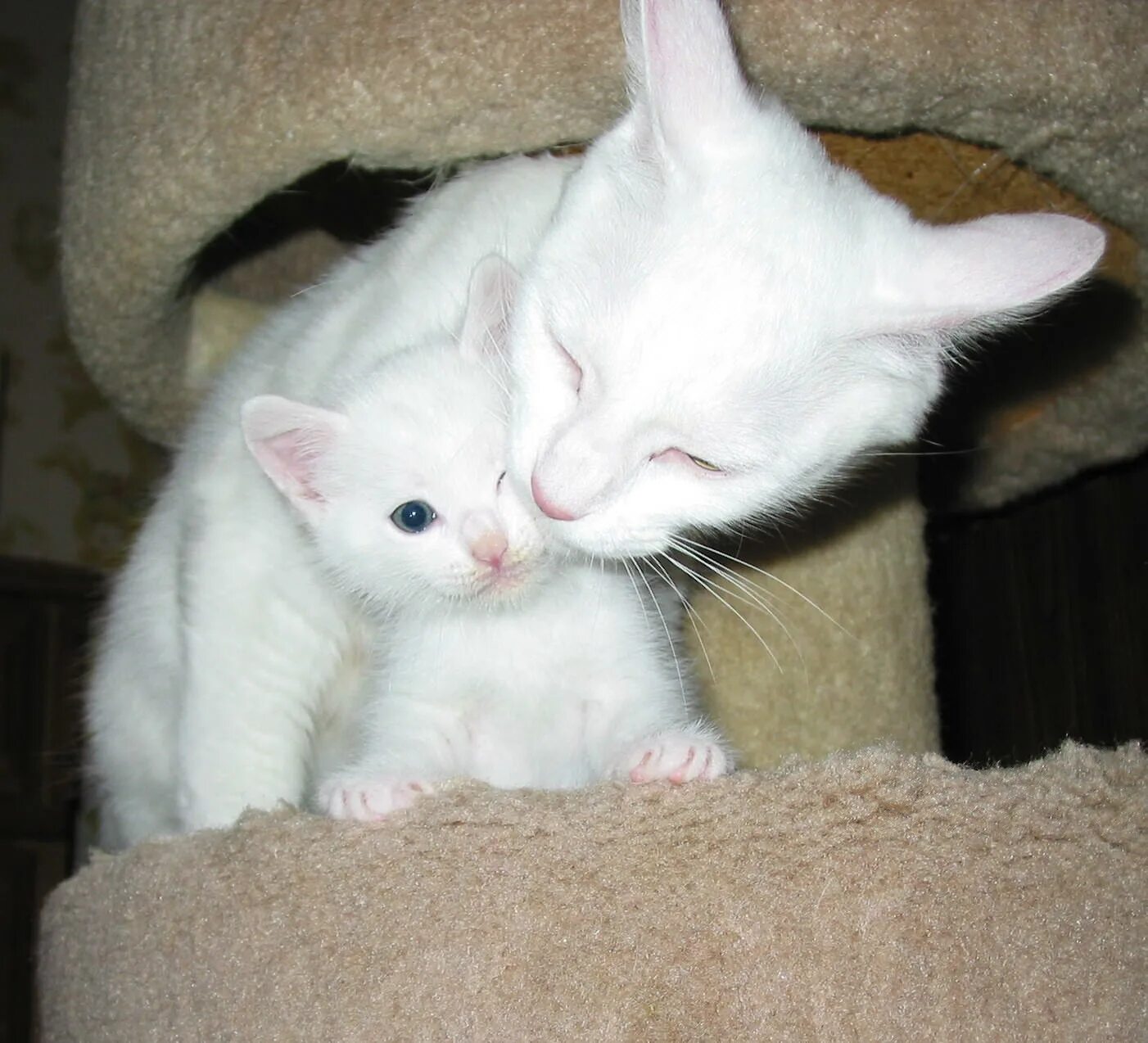 Семья кошек. Кошка белая. Белая кошка с котятами. Кошка белая. Белый котенок.