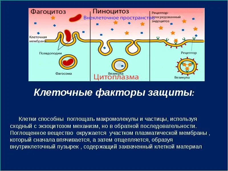 Пиноцитоз является функцией. Фагоцитоз пиноцитоз эндоцитоз экзоцитоз. фагоцитоз 6. пиноцитоз. фагоцитоз и пиноцитоз у клеток эукариот. 4 фагоцитоз, пиноцитоз.