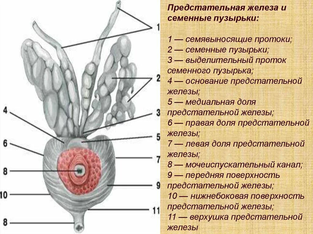 Семявыносящий проток и семенные пузырьки. Семенные пузырьки предстательная железа бульбоуретральная железа. Выделительный проток семенного пузырька. Семенные протоки анатомия.