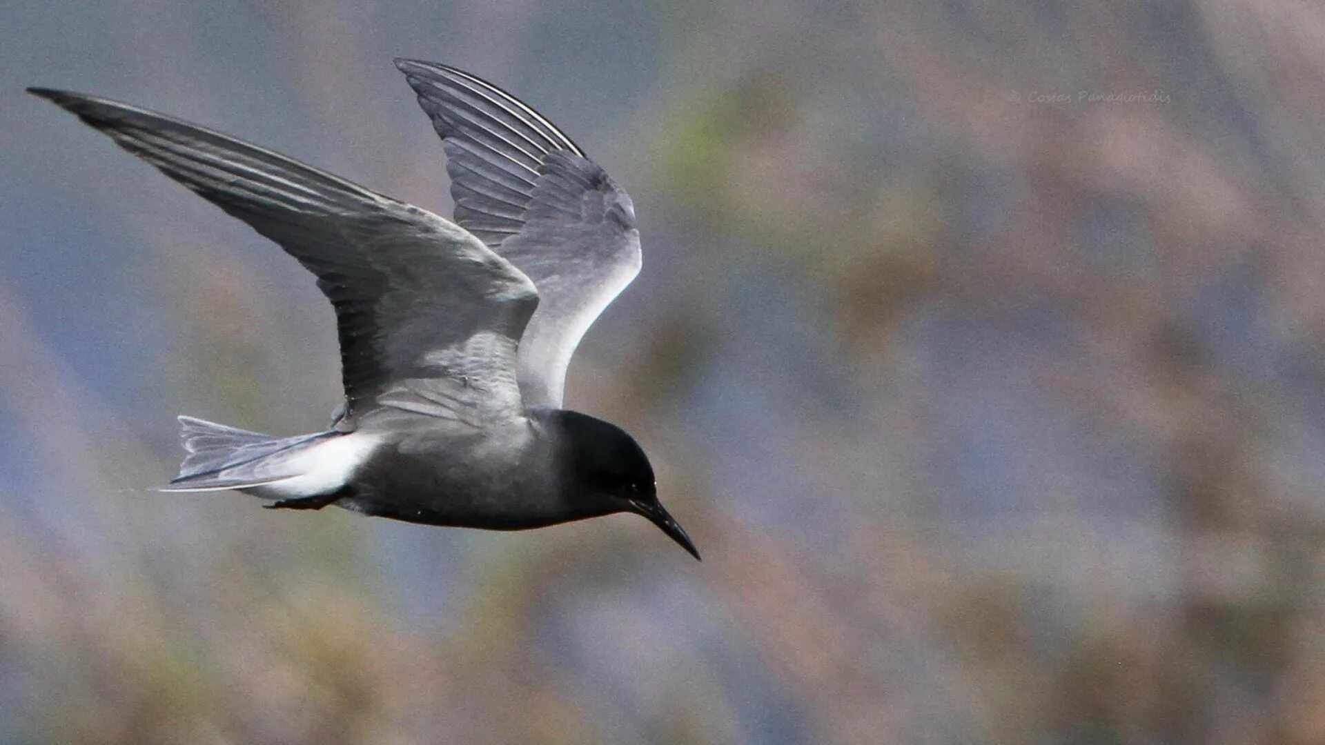 Black tern