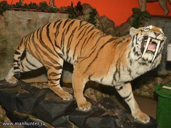 Саблезубый тигр чучело. Древние тигры. Чучело Саблезубого тигра. Огромный тигр.