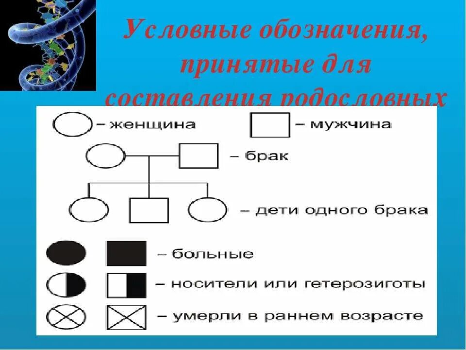 Условные обозначения в генеалогическом древе