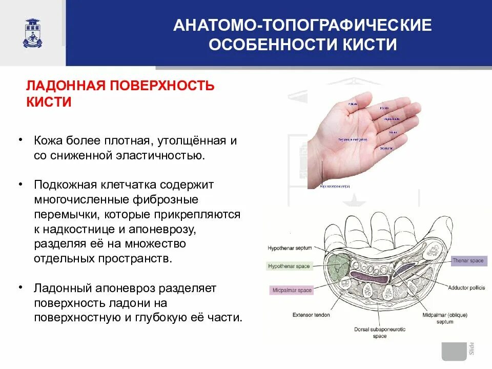 К ладонному апоневрозу прикрепляется мышца