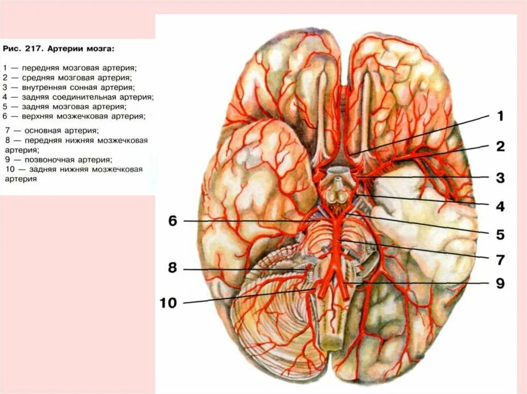 Основная артерия головного мозга анатомия. Задняя мозговая артерия анатомия. Верхняя мозжечковая артерия анатомия. Задняя нижняя мозжечковая артерия анатомия. Какая артерия кровоснабжает мозг