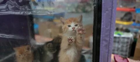 Птичий рынок продать котят