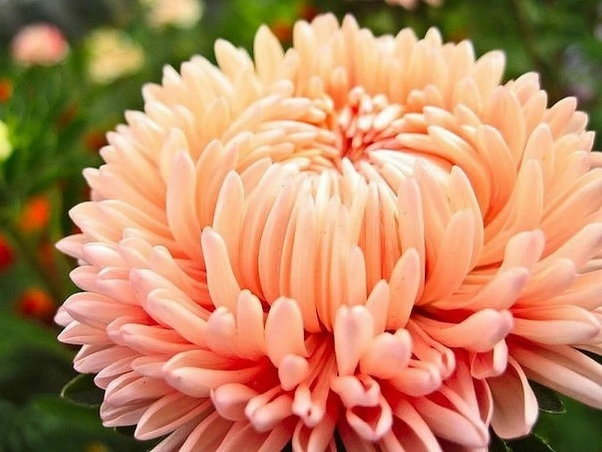 Королевские хризантемы шаровидные. Гартензия или гортензия. Астра фламир лососевая. Гортензия перфекшн крупнолистная. Георгин брайт.