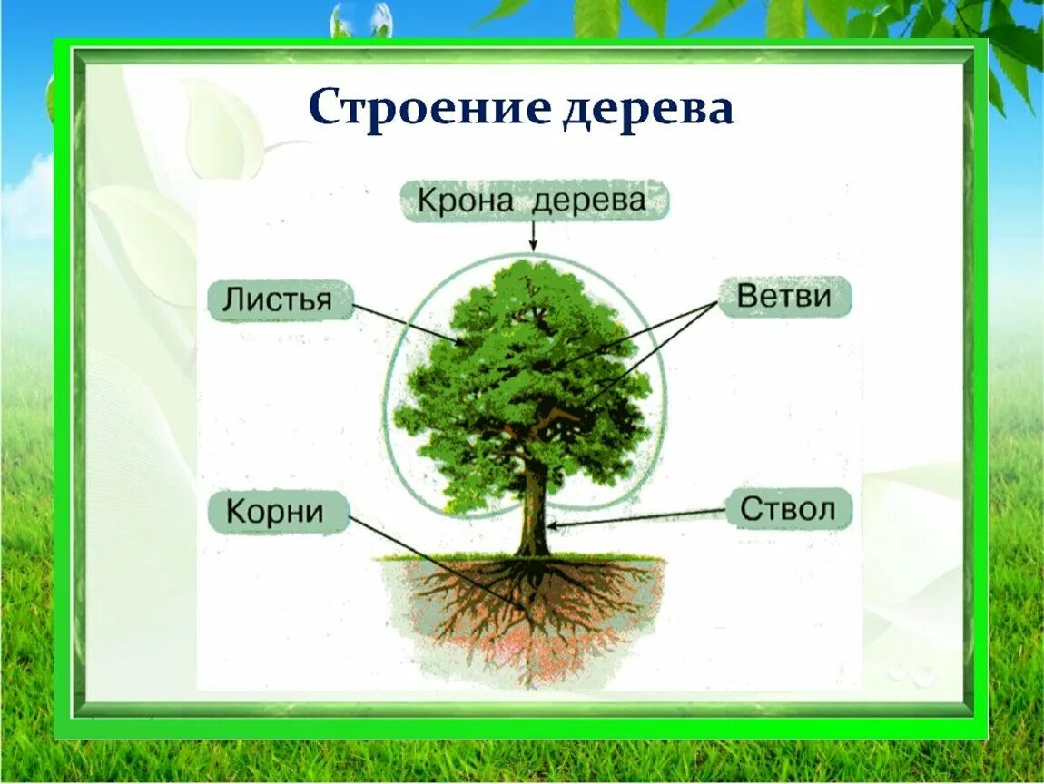 Урок дерево 8 класс. Строение дерева. Строение дерева для детей. Строение дерева схема. Строение дерева для дошкольников.