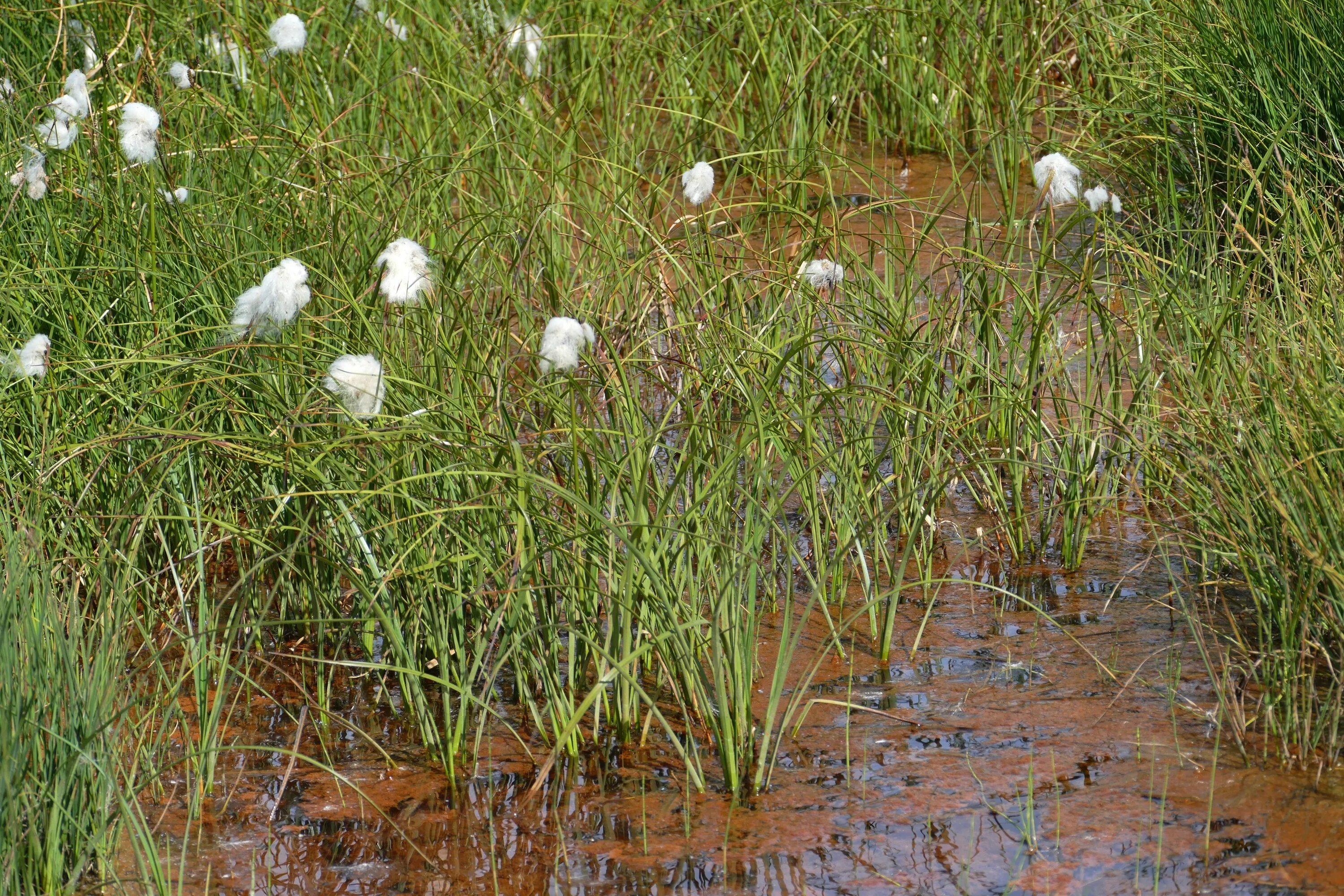 Растения болота являются. Болотистые болотные травы. Пушица. Хвощ пушица. Белоцветка Болотная.