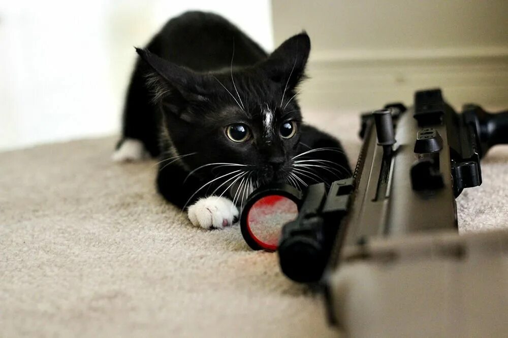 Кот с пистолетом. Коты с автоматами. Кошка с автоматом. Кот с пушкой. Kot s avtomatom.
