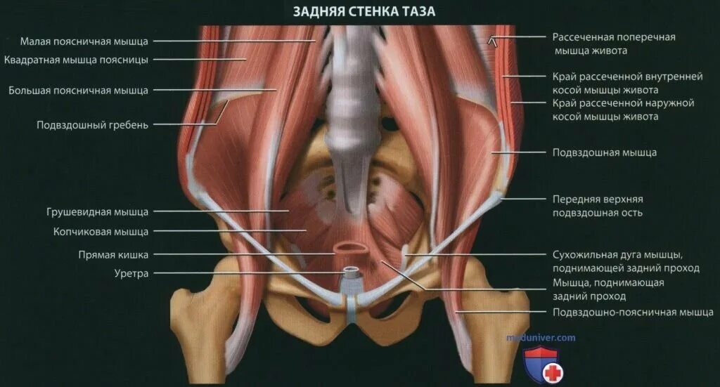 Дисфункция мышц тазового дна. Анатомия тазового дна у женщин. Нарушение функции тазового дна. Тазовое дно анатомия. Тазовая дисфункция