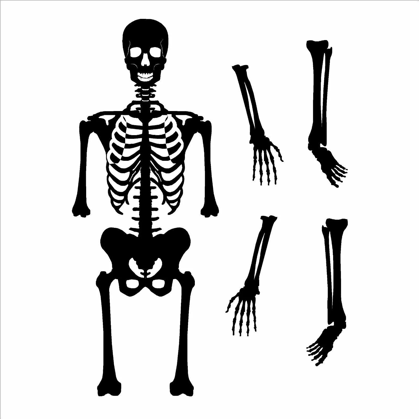 скелет силуэт. скелет человека картинка. скелет вектор. векторный скелет. скелет на белом фоне.