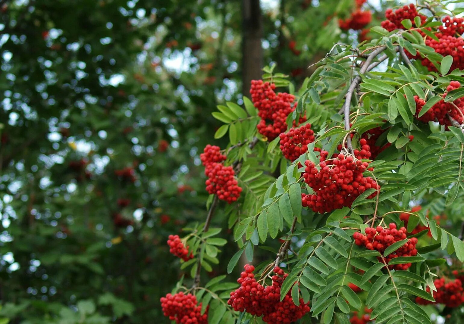 Рябина обыкновенная купить. Рябина обыкновенная Sorbus aucuparia. Рябина десертная Мичурина. Рябина (Sorbus). Sorbus aucuparia edulis (рябина обыкновенная).