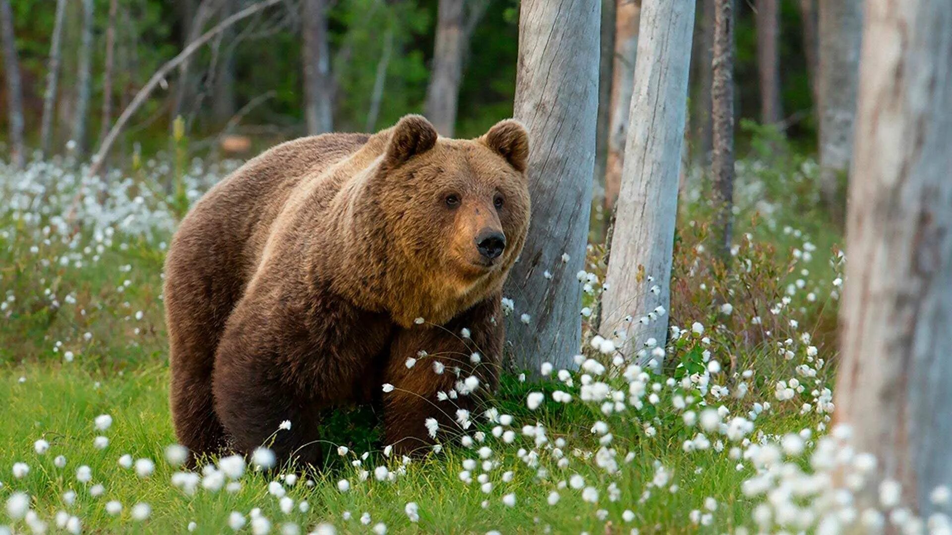 Лучший медведь года. Бурый медведь. восточносибирский бурый медведь. кантабрийский бурый медведь. дальневосточный бурый медведь.