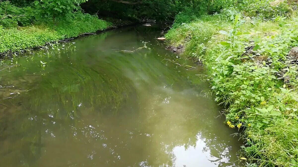 Вода в реке становится прозрачная. Мутная речка. Мини речка. Река зеленка. Пожилино речка зеленка.