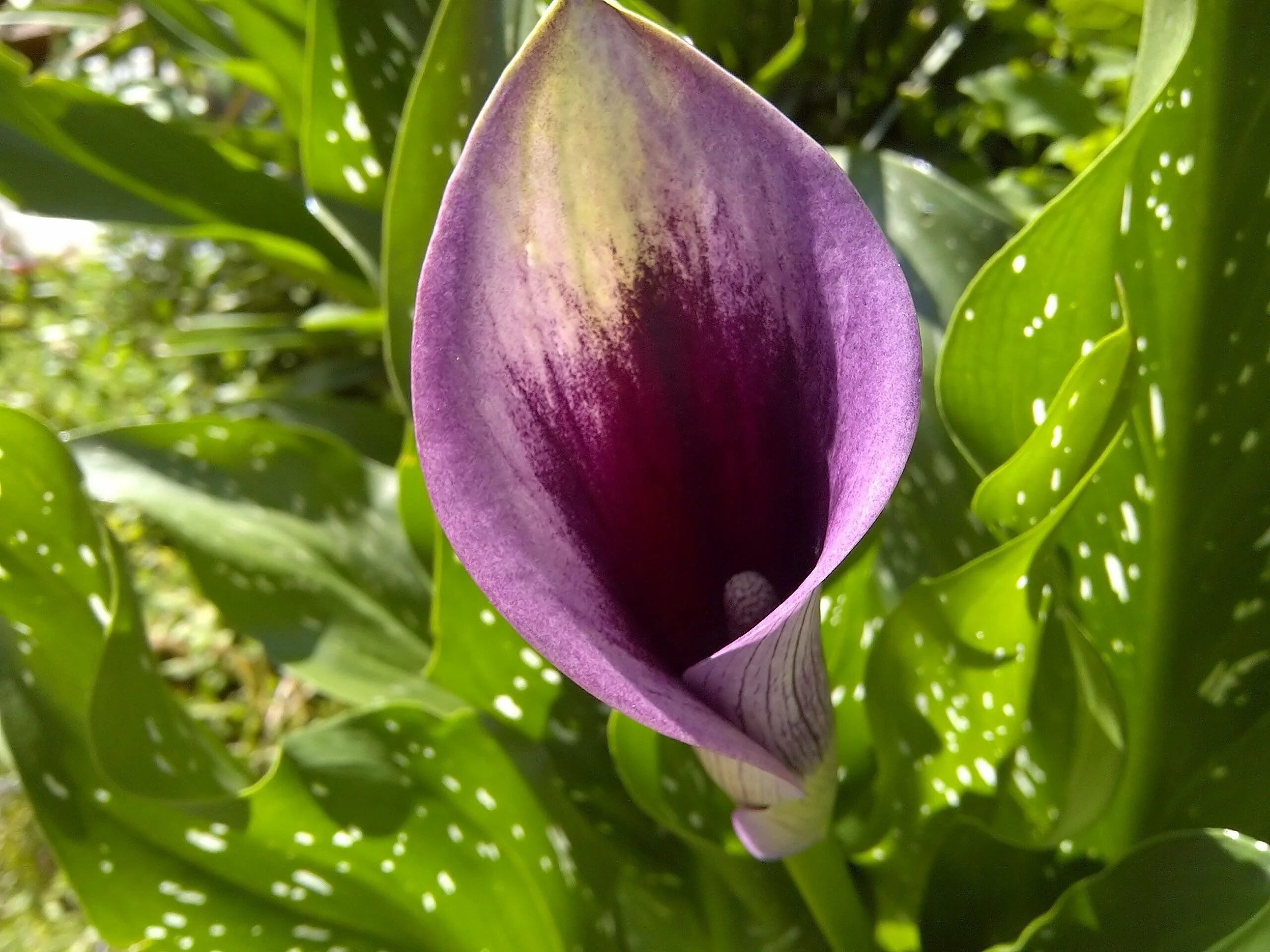 Калла Вайолет (Zantedeschia)фиолетовая. Калла (Zantedeschia) Пако. Калла грейп вельвет.