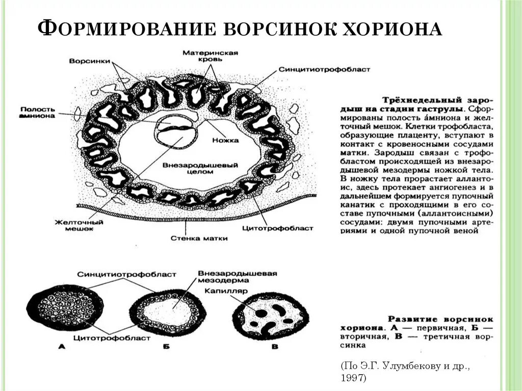 Ворсины трофобласта. Ворсины трофобласта. Хорион гистология препарат. Ворсины трофобласта. Цитотрофобласт и синцитиотрофобласт гистология.