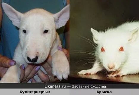 Крыса и собака женщина
