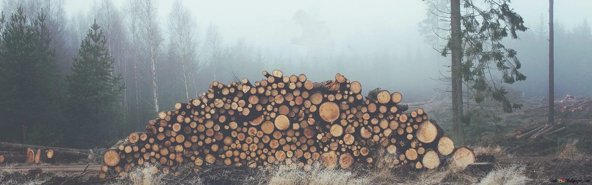 Группа бревна. Вырубка лесов на белом фоне. вырубка леса легкие. бревна на лесоповале. бревно из forest.