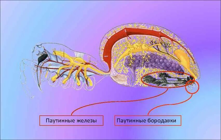Ядовитые железы паука находятся. Паутинные бородавки у паукообразных. строение паука паутинные бородавки. паук строение паутинные железы.